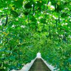 接木野菜苗キュウリ接木F1Gree...