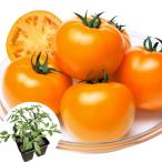  контактный дерево 4 полосный pot овощи рассада большой шар помидор контактный дерево 4 полосный F1 персик Taro Gold R ( сельское хозяйство . вода производство . вид рассада регистрация товар вид регистрация название :YE004) 4 АО ....... страна ..