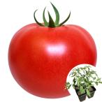  контактный дерево 4 полосный pot овощи рассада большой шар помидор контактный дерево 4 полосный F1.... Perfect EX 4 АО ....... страна ... покупка 