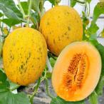 種 野菜たね メロン 【F1レッドパパイヤ４２】 1袋(5粒)