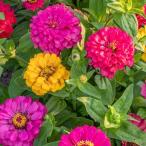  вид цветок .. 100 день ...... смешивание 1 пакет (500mg)