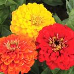  вид цветок .. 100 день .laba Mix 1 пакет (500mg)