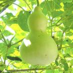  вид цветок .. бутылочная тыква большой бутылочная тыква 1 пакет (10 шарик )