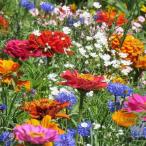  вид цветок .. special Lumix лето .. срезанный цветок Mix 1 пакет (10g)