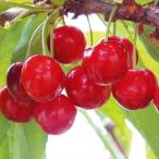  фруктовое дерево рассада sa Clan bo. превосходящий .1 АО 