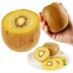 果樹苗 キウイ ジャンボイエロー(メス木)1株 爆買