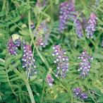  вид овощи .. сидераты * городской пейзаж произведение предмет волосы Lee bechi(namoi) 1 пакет (500g)........ вид страна ..