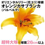 ユリ球根オリエンタルリリー超特大球...