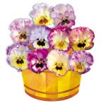 花苗パンジー夢見るパンジーれいんぼ...