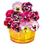 花苗パンジー夢見るパンジーわんだー...