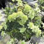 花苗 クレマチス 白万重 2株