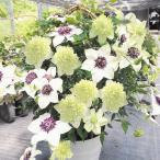 花苗 クレマチスセット 2種2株