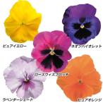 花苗パンジーF1レインボーセット送...