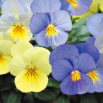 花苗ビオラ天使の誘惑送料込み8株/...