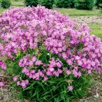 花苗宿根フロックスオープニングアク...