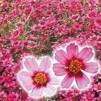 花苗コレオプシスガーネット4株送料...