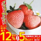 イチゴ苗 桃薫PVP 6株 / 家庭菜園 イチゴ苗 苺苗 イチゴの苗 いちごの苗 とうくん ももイチゴ 桃いちご ももいちご 桃 高級いちご 大きいいちご もも ピンク