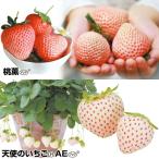 イチゴ苗 スペシャルイチゴセット 2種6株(各3株) / 桃薫 天使のいちご 家庭菜園 イチゴの苗 いちごの苗 白いちご ももいろほっぺ ももイチゴ 桃 とうくん