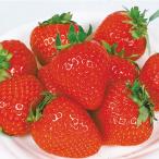  клубника рассада ... .5 АО / огород клубника рассада . рассада клубника. рассада клубника. рассада супер-скидка собственный . собственный пара прекрасный тест .. крупный .. простой культивирование низкий стоимость дешевый .