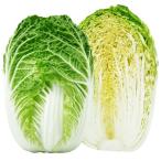 国華園 種 野菜たね ハクサイ F1ロードスター 1袋（コ