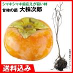 大株カキ甘柿大株次郎1株送料込み果...
