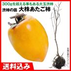 国華園果樹苗大株渋柿大株あたご柿1...