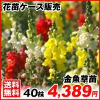 花苗大特価 金魚草 苗 ケース販売 1ケース40株入り 送料無料