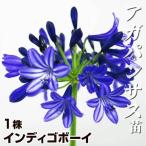 アガパンサス 苗 インディゴボーイ 1株 アガパンサスの苗 ポット植え球根