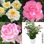 バラ苗 ジャルダンドゥフランスが必ず入る 中輪福袋 (花芽付) 3種3株 / 薔薇苗 薔薇の苗 バラの苗 庭木 植木 花木苗 FL フロリバンダローズ 四季咲中輪