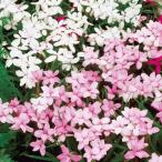 atsu Sakura луковица персик белый Mix ( нет выбор другой ) 20 лампочка atsu Sakura. луковица весна .. луковица 