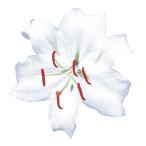 8 месяц . лилия луковица olientaru Lilly Casablanca 18 лампочка 100 .