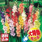 在庫処分セール 最終 グラジオラス 球根 福袋 (品種見計らい・名称付き) 160球 送料込み 春植え球根 / グラジオラスの球根 グラジオラスの花 グラジオラス球根