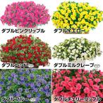 花苗 スーパーベルR ダブルセット 6種6株 PW ペチュニア 花の苗