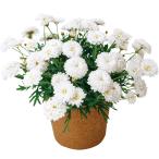 花苗 マーガレット シュガリースフレ 品種登録出願予