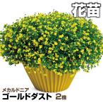 花苗 メカルドニア ゴールドダスト 2株 PW 花の苗