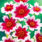 花苗コレオプシスグレースフルドリーム2株