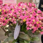 花苗 2色咲カランコエ メイリーブーケ 5寸鉢 1株 花の苗