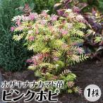 ナナカマド 苗 苗木 ピンクホピ 1株 / 庭木 植木 花木苗 穂咲きナナカマド苗 穂咲きナナカマドの苗