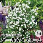 バイカウツギ 苗 苗木 パール&パフューム 1株 / 庭木 植木 花木苗 梅花空木苗 梅花空木の苗 バイカウツギ苗 バイカウツギの苗