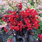 サルスベリ苗苗木センターステージレ...