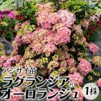 アジサイ 苗 苗木 ラグランジアR オーロランジュ(品種登録出願予定) 1株 / アジサイ苗 アジサイの苗 紫陽花苗 紫陽花の苗 庭木 植木 花木苗