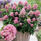 エスカロニア 苗 苗木 ピンクエルPVP 1株 / エスカロニア苗 エスカロニアの苗 庭木 植木 花木苗