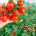 接木野菜苗ミニトマト接木F1ジャン...