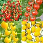  контактный дерево овощи рассада мини помидоры контактный дерево мини помидоры рассада пробный комплект 4 вид 4 АО ( бесплатная доставка ) set....... страна ..