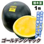 接木野菜苗 種なしスイカ苗 接木F1ゴールデンジャック 1株 9cmポット 人気 国華園