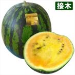 接木野菜苗 大玉スイカ 接木F1金色羅皇 1株