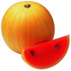 接木野菜苗小玉スイカ接木F1ミニ月光1株