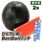 接木野菜苗 小玉スイカ苗 接木F1ひとりじめ(R)BonBonリッチ 2株 9cmポット 人気 国華園