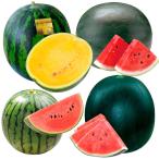 接木野菜苗 スイカ苗 接木人気スイカ苗お試しセット 4種4株(送料無料) 9cmポット set 人気 国華園