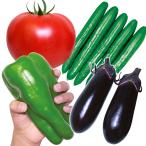 接木野菜苗 接木苗人気No.1お試しセット 4種4株(送料無料) 9cmポット set 人気 国華園